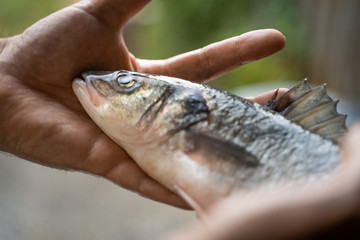 Fresh fish in hands