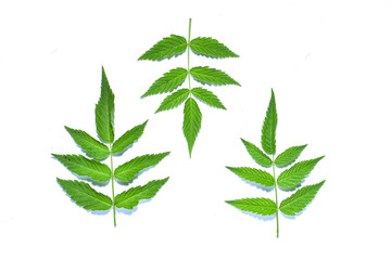 Fresh green raspberry leaf on white background