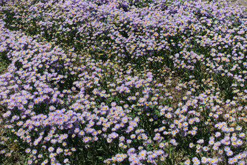 Fototapeta premium Meadow covered with lots of violet flowers of Erigeron speciosus