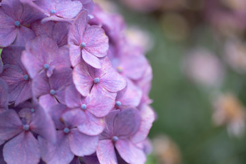 紫陽花 ピンク