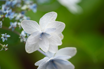 紫陽花 白