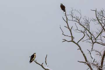 a pair of osprey on a snow covered tree branch in early spring in southern maryland calvert county usa