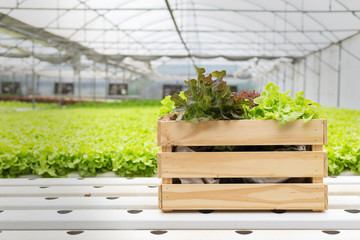 Hydroponic vegetable in the wooden basket in the hydroponic green house farm.
