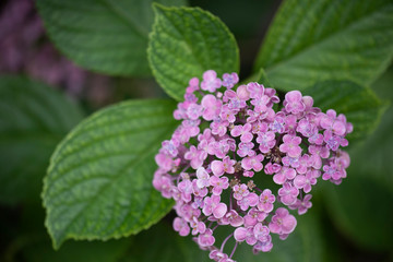 紫陽花の花