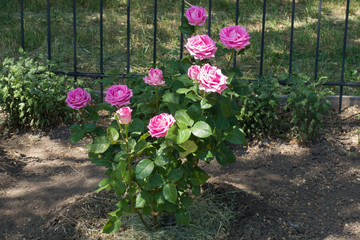 Rose bush with fouble pink flowers in June
