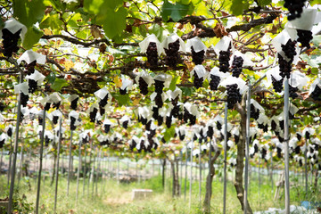 葡萄の畑の風景