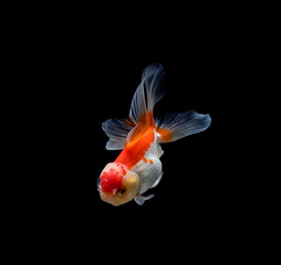 goldfish isolated on a dark black background