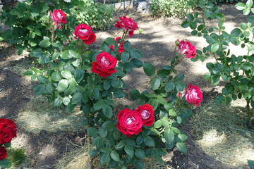 Bush of roses with red and white flowers in June