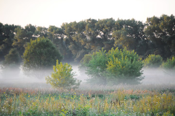 Sunrise on a field covered with fog and trees in morning.