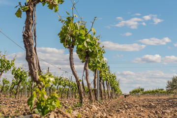 Obraz premium cepas 1