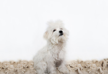 Fototapeta premium Maltese dog sitting in front of white background