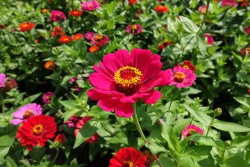 Crimson, red and pink flower heads of zinnia