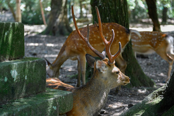 Nara deer walks free in Nara Park, Japan
