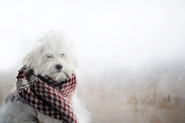 Maltese dog wrap up in grey knitted scarf near the window in winter time indoors.
