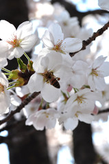 桜とハチ