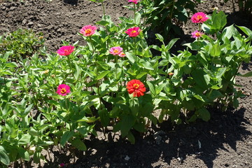 Pink, red and magenta colored flowers of zinnias