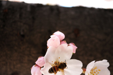 桜とハチ