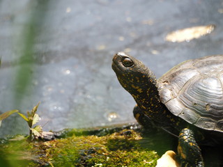 Fototapeta premium OLYMPUS DIGITAL CAMERA