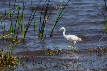 Juvenile Little Blue Heron