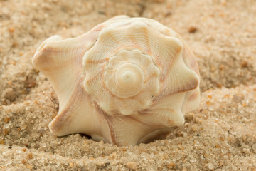 detail closeup conch shell