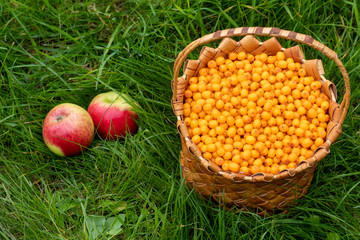 Harvesting in the fall. Basket with sea buckthorn berries on a green background