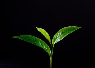 Green tea leaf isolated on white background