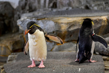 Penguins in Osaka aquarium, Japan