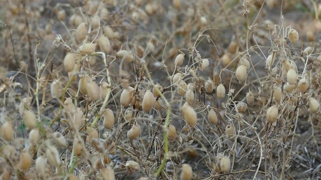 it's time to harvest chickpea in the field, dry chickpeas approaching harvest time,
