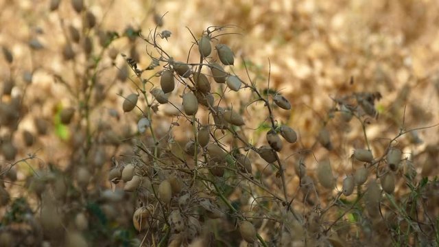 it's time to harvest chickpea in the field, dry chickpeas approaching harvest time,