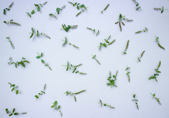 Mint flowers and green leaves