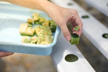 Hands put a sprout in plantation at greenhouse