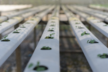 Green vegetable grow in plastic gully at greenhouses.