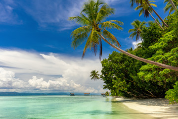 Paradise island -  landscape of tropical beach - calm ocean, palm trees, blue sky