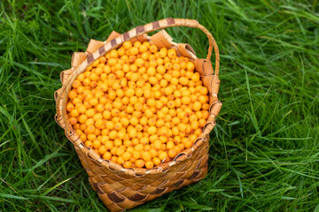 Harvesting in the fall. Basket with sea buckthorn berries on a green background