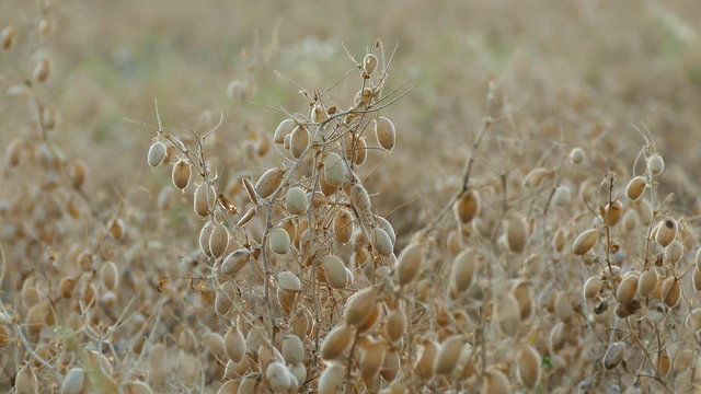 The chickpea harvest time has arrived, it's time to harvest chickpea in the field,