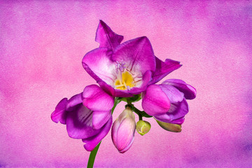 Fioletowy kwiat frezji - obrazy, fototapety, plakaty