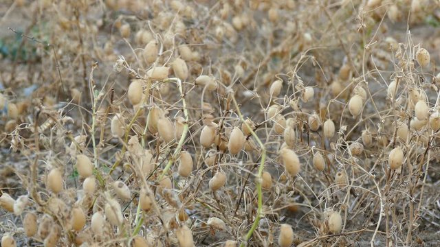 The chickpea harvest time has arrived, it's time to harvest chickpea in the field,