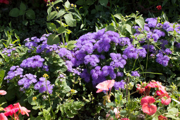 Garden plant ageratum in a flower bed