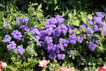 Garden plant ageratum in a flower bed