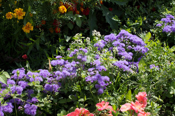 Fototapeta premium Garden plant ageratum in a flower bed