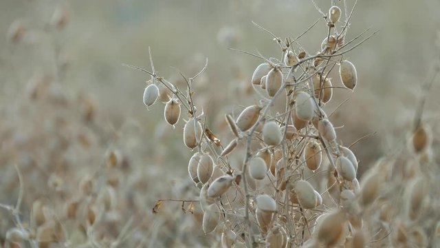 The chickpea harvest time has arrived, it's time to harvest chickpea in the field,