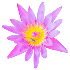 Pink lotus blossoms,Pink flower isolated on white background with clipping path
