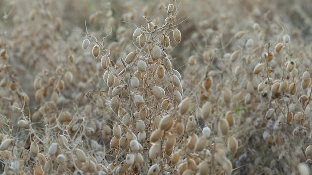 The chickpea harvest time has arrived, it's time to harvest chickpea in the field,