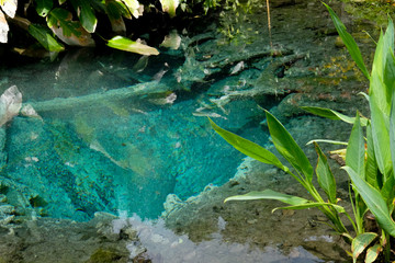 plant leaves near green pond lake