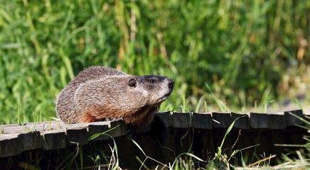 The Groundhog on wildlife and conservation area