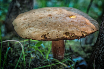 flat top mushroom close