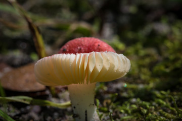 red top mushroom
