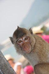 Apes in monkey hill in Thailand Phuket island
