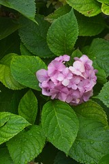 Pink flowers of hydrangea plant with water drops