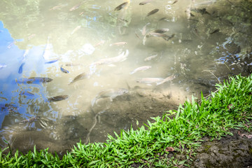 grass on waterside with fish swimming in pond